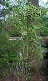 Rosea Regent Rhododendron